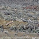 jumping bighorn sheep