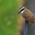 Great Kiskadee II