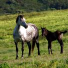 Appaloosa