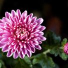 From Bud To Bloom