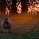 Sunrise in the mist