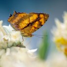 busy butterfly