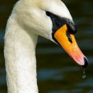 Swan Portrait