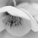 Hellebore