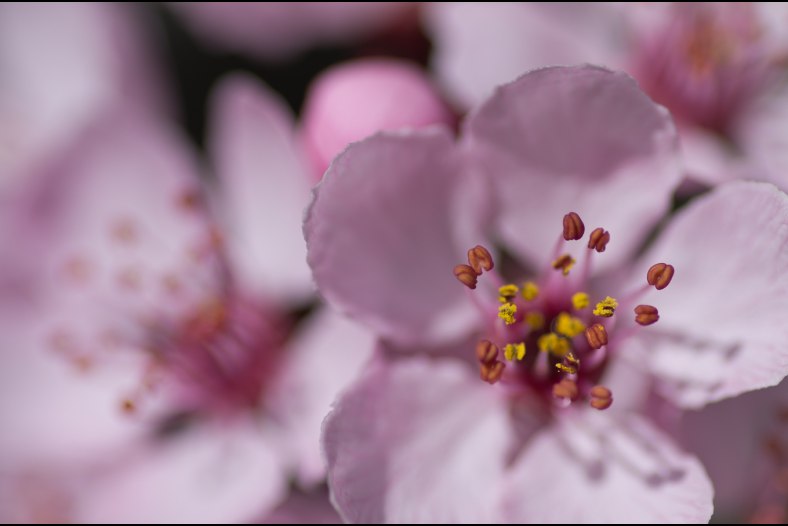 Cherry Blossom