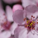 Cherry Blossom