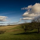 Two Trees