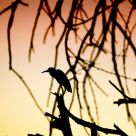 Interplay of shadows..