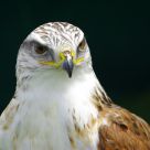 Hawk poser