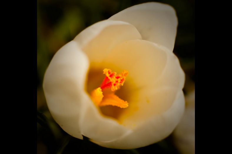 colors of spring...