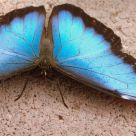 Big Blue Bug