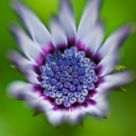 Daisy bokeh