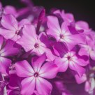 Pink flowers