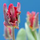 tulip
