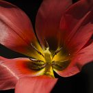 Inside the Red Tulip