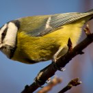 Blue Tit