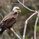 Immature AMerican Bald Eagle