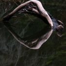 Reflections