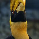 Portrait of a Hornbill