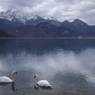 Swans
