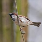 house sparrow