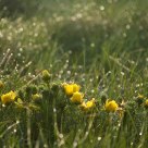 Morning dew