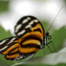 Papillon