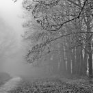 foggy forest