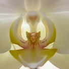 Back lit Orchid