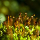 deep forest in the moss...