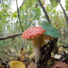 Fly agaric