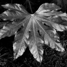 A Metal Leaf