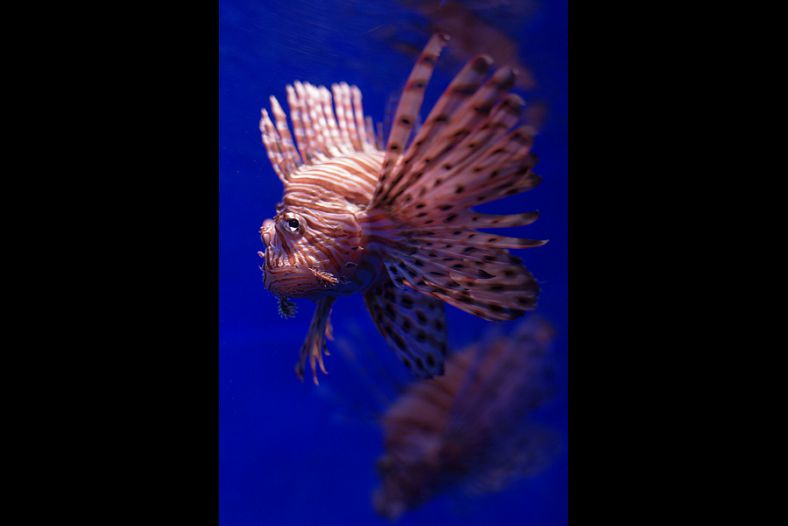 Unhappy fish?