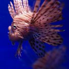 Unhappy fish?