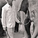 I walk the Elephant