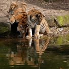Tigercubs