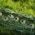 Green Bird
