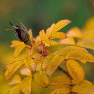 Mellow autumn