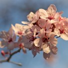 Cherry Blossom