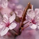 Cherry Blossom