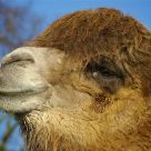 Camel