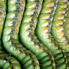 Saguaro Pattern