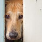 Soul of the dog