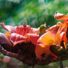 Flower and bird