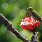 Flower and bird