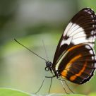 Papillon