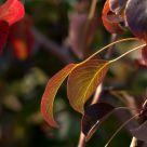 Wild Pear