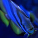 Fish is coming