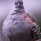 Angry bird