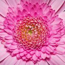 Gerbera Sunshine